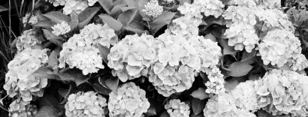 수국 키우는 법