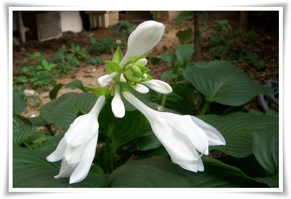 정원 "옥잠화 키우기" 초록빛 힐링을 선사하는 마법 같은 꽃!