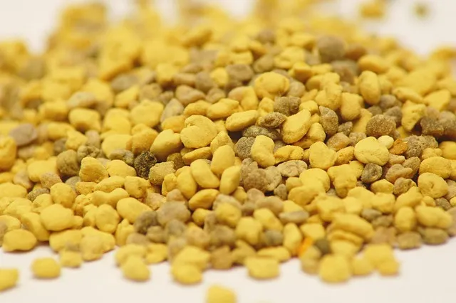 화분 깍지벌레 제거 면봉닦기 알코올희석 분무 재발방지 체크_2