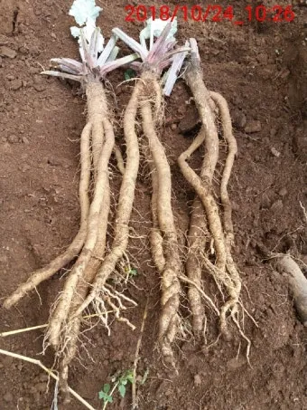 우엉 재배 깊이 갈기 직파 요령 곧게 키우기_12