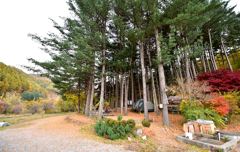 가평 푸른숲캠핑장