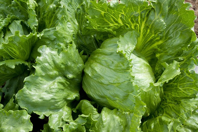 사지 않는 게 좋은 제품들_대용량 신선식품