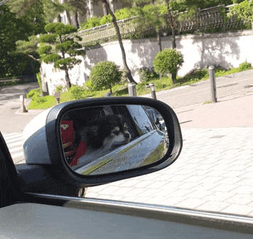 자동차 탄 강아지