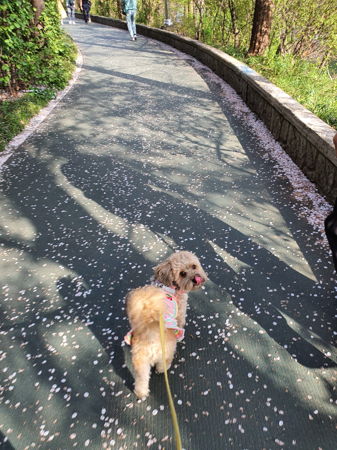벚꽃길과 강아지