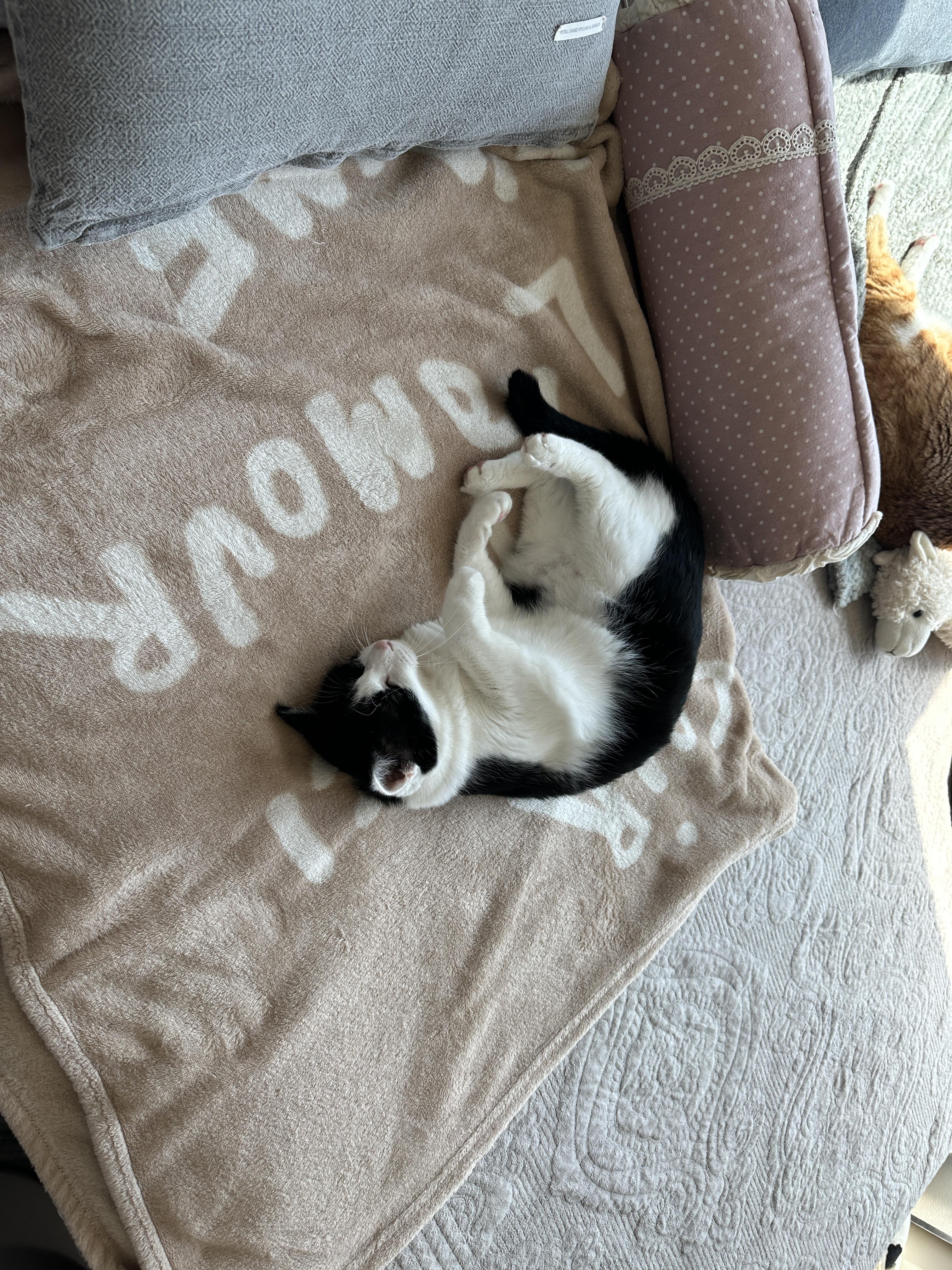 잠이_덜깬_두리가_담요_위에_발라당_누워있다