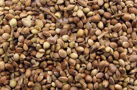 대마종자유 효능 10가지