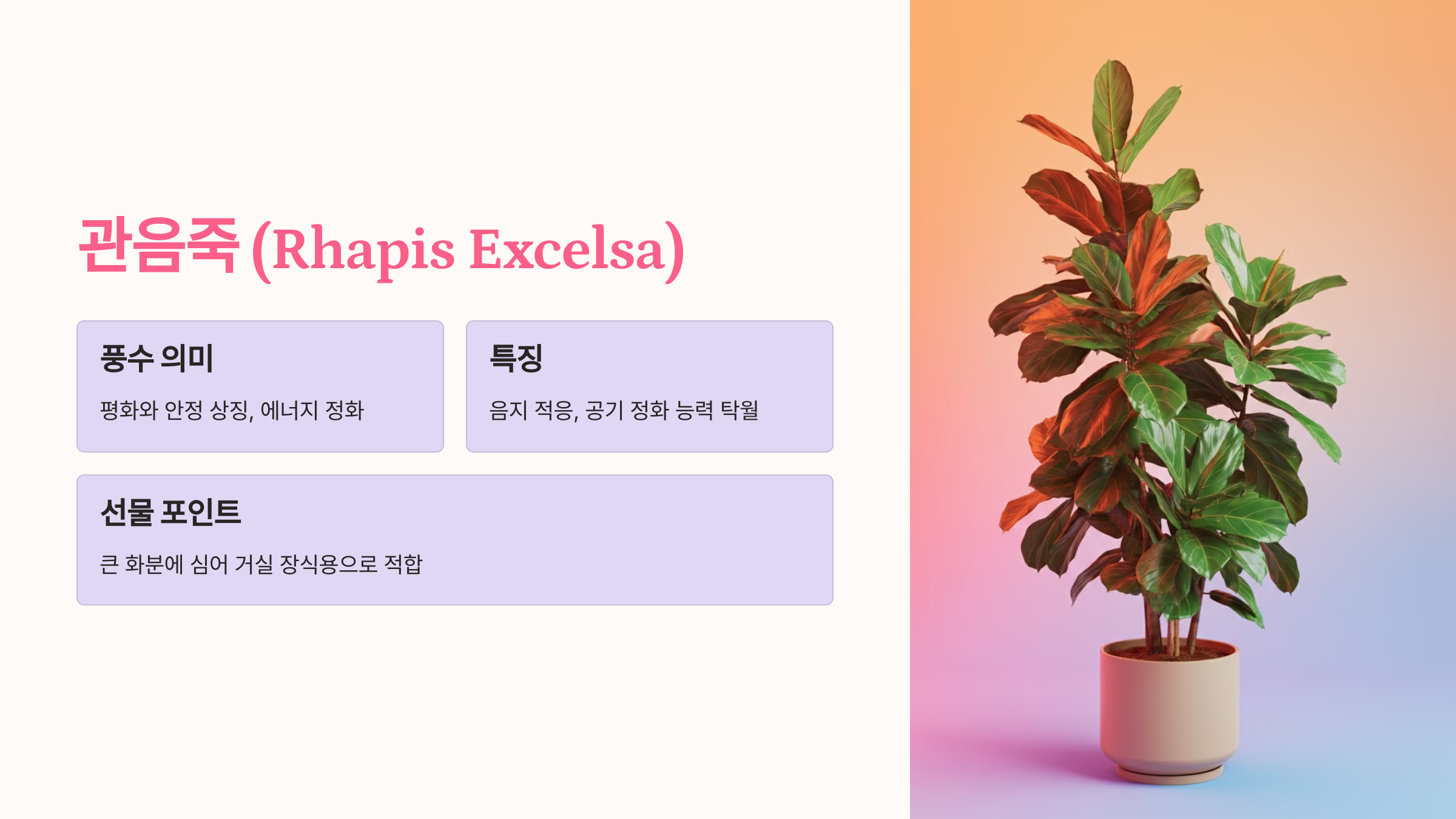 관음죽 (Rhapis Excelsa)