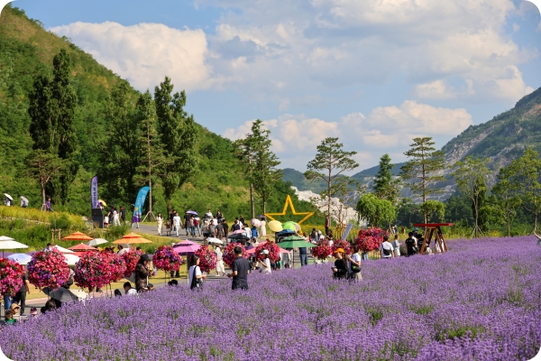 동해 무릉별유천지 라벤더 축제 2025&amp;#44; 일정&middot;포토존&middot;네이버예약&middot;주차안내 총정리