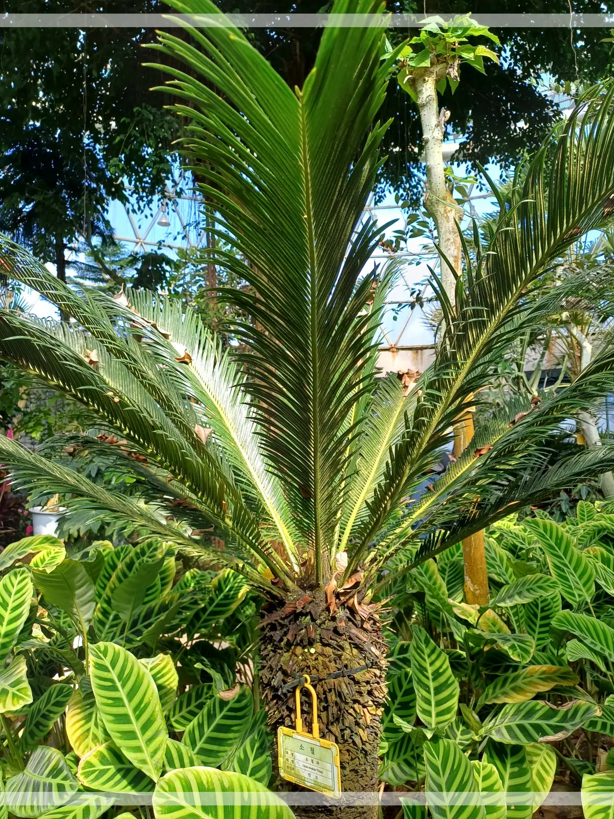 금강수목원-온실-소철