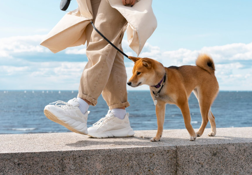 반려동물과 보호자가 실비보험 걱정 없이 산책 하는 모습