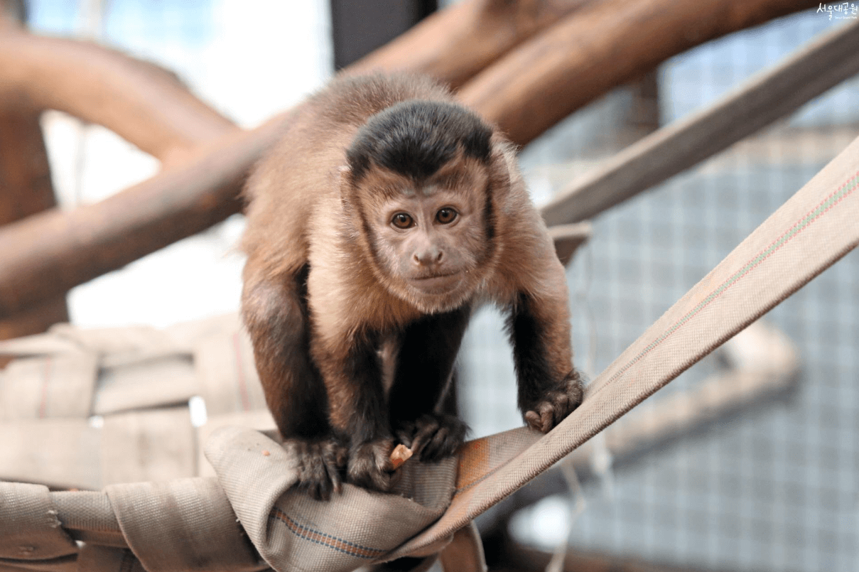 갈색꼬리감기 원숭이