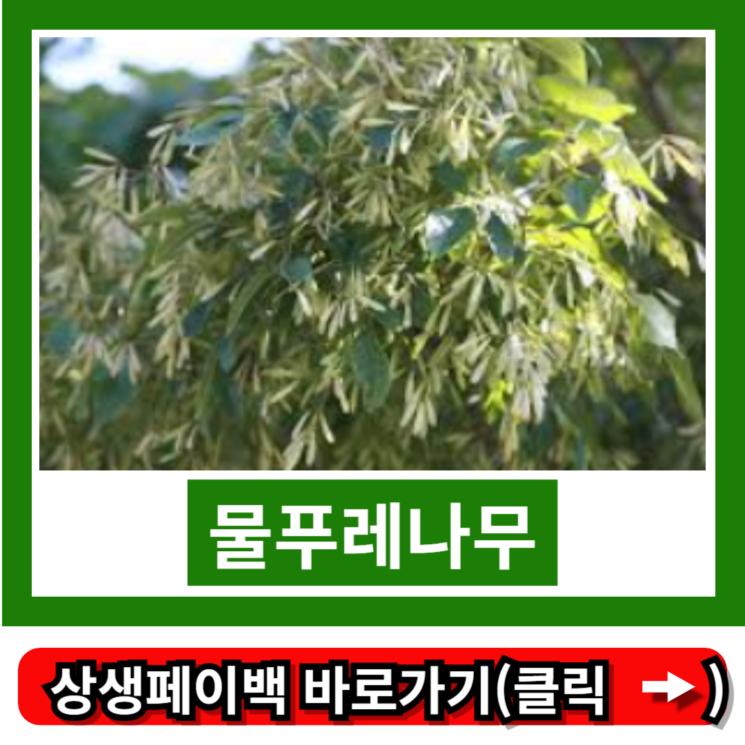 물푸레나무