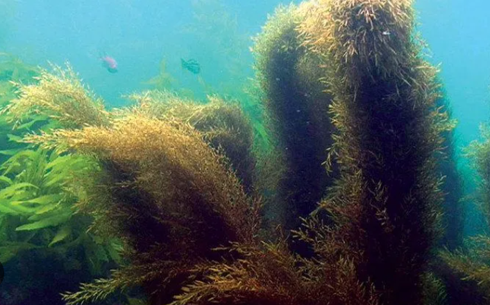 2월 제철음식 모자반 알아보기