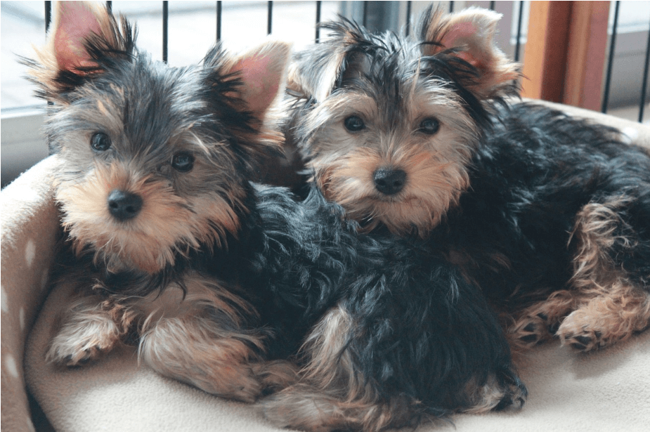 애완용 강아지 종류 및 특징 정리 - 소형 강아지 종류