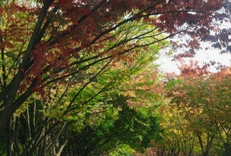 인천/명품/단풍/명소