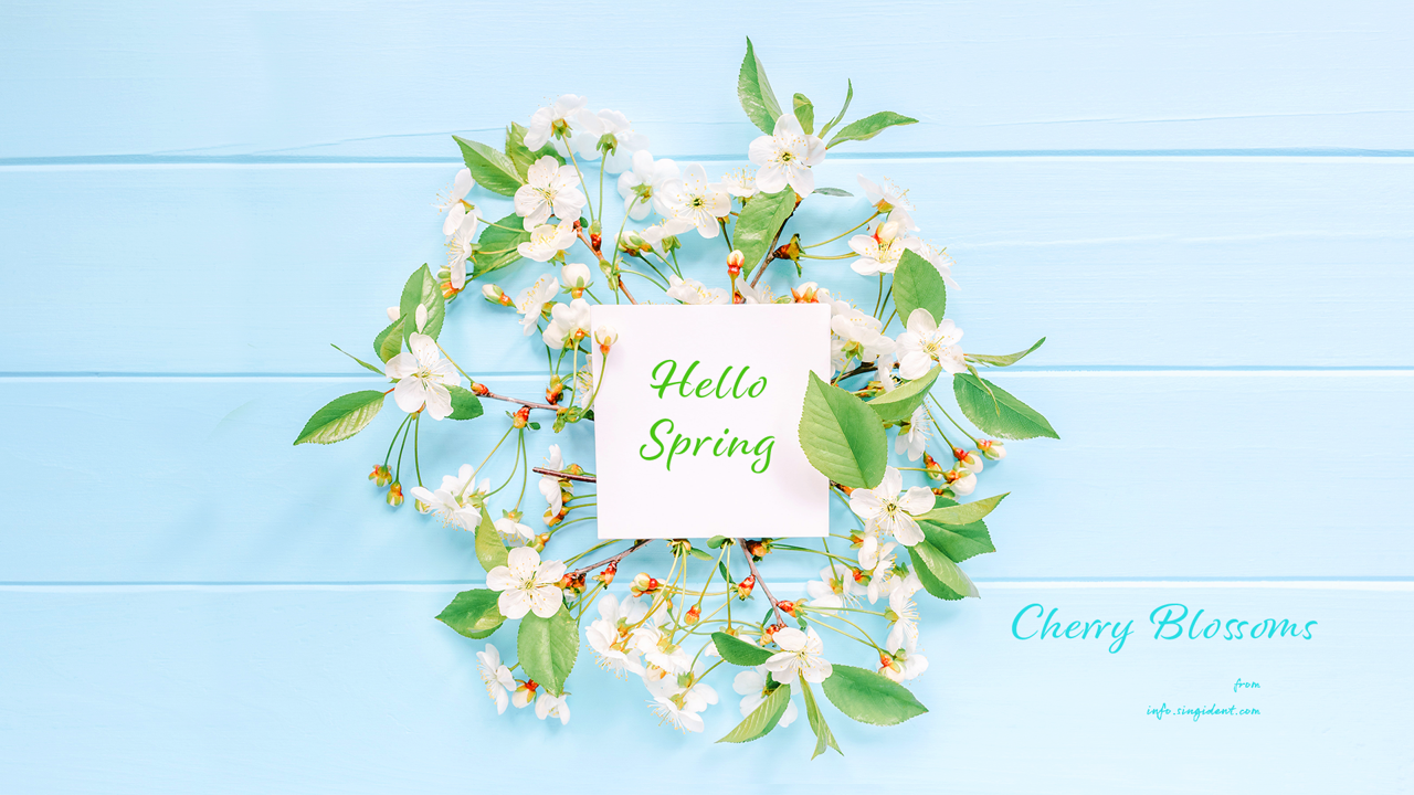 05 원형 벚꽃 장식 C - Cherry Blossoms 꽃배경화면