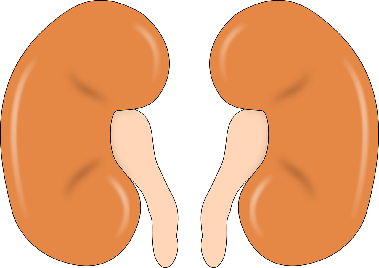직장인 신장 건강 관리법