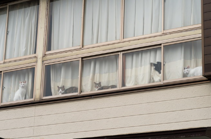 창밖으로 창문이 나있다.