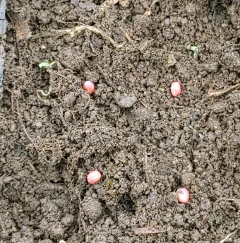 알타리무 파종시기 핵심 포인트_4