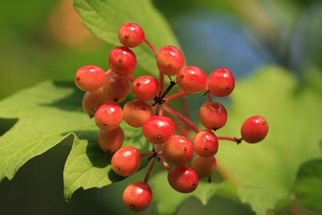 마가목 효능 총정리