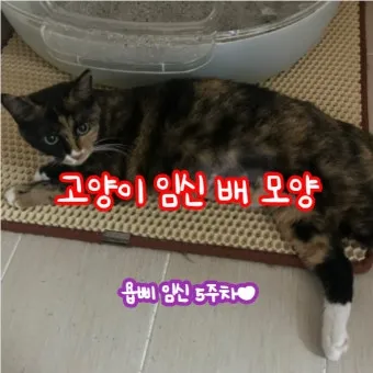 고양이 임신 기간 주기 가능나이 배모양_4