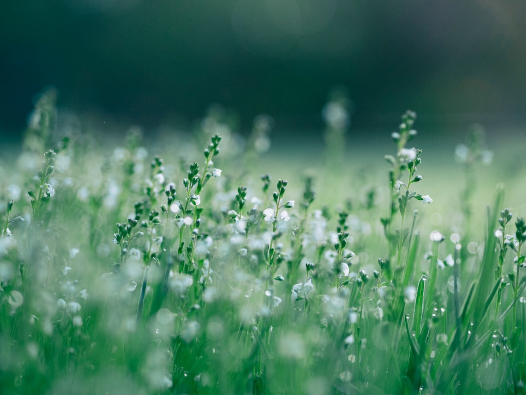 Plant