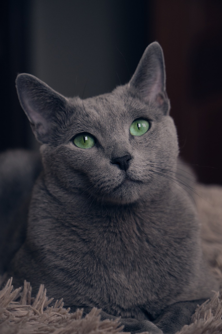 Russian Blue