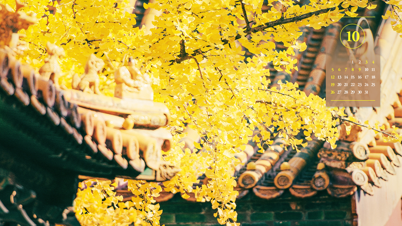 03 은행나무 단풍 A - 2025년10월 노트북배경화면