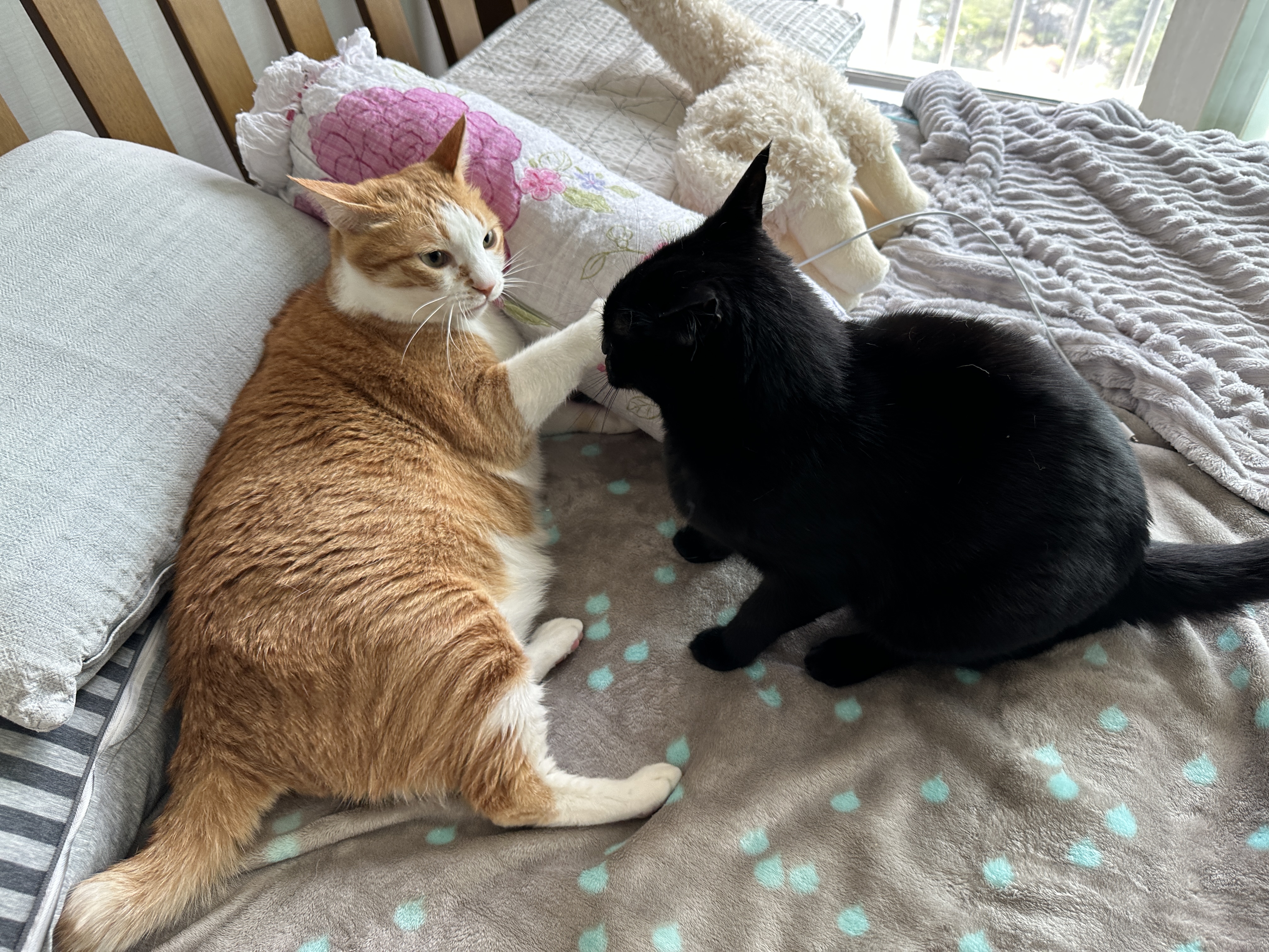 치즈냥이_호야와_올블랙_고양이_건이