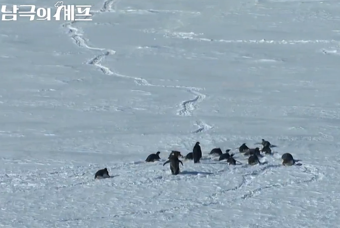 남극의 셰프 출연진 몇부작 ott 백종원
