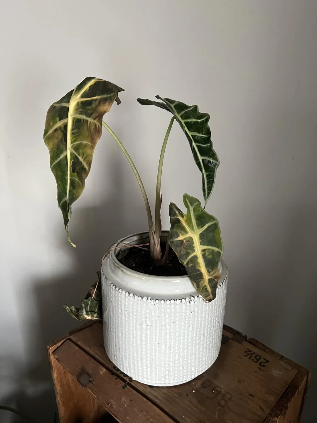 초저조도 식물 추천 빛부족집 관리요령 물주기간격 식물등활용_5