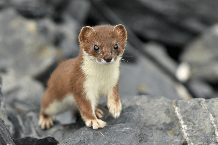 유튜브 쇼츠로 구독자 늘리고 수익내는 법