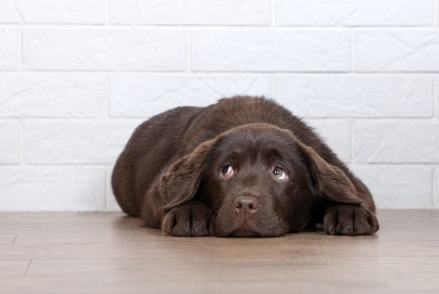 누워있는 강아지