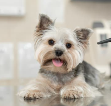 14살 노견 스케일링과 발치 치과 수술 전, 후 관리법