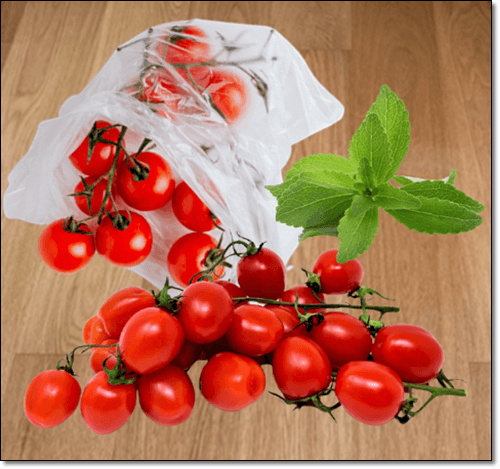 스테비아 토마토