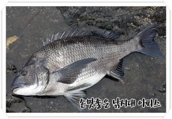 낚시 초보 탈출 감성돔 감칠맛 나는 회 손질 요령_12