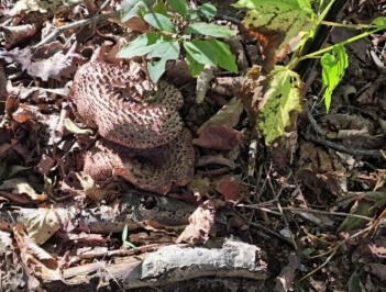 능이버섯 채취시기 총정리