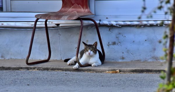 7월 시골 고양이