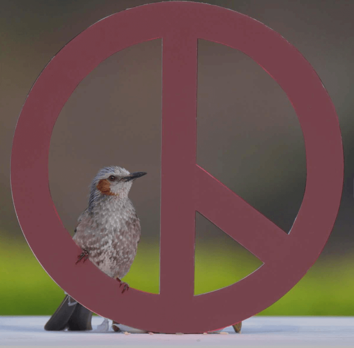 제21대-대통령선거