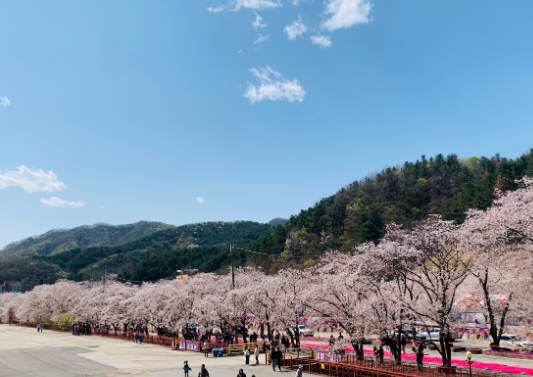 에덴 벚꽃길 벚꽃 축제 작년 이미지