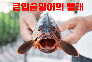 라베오로히타 큰입술잉어 생태특징