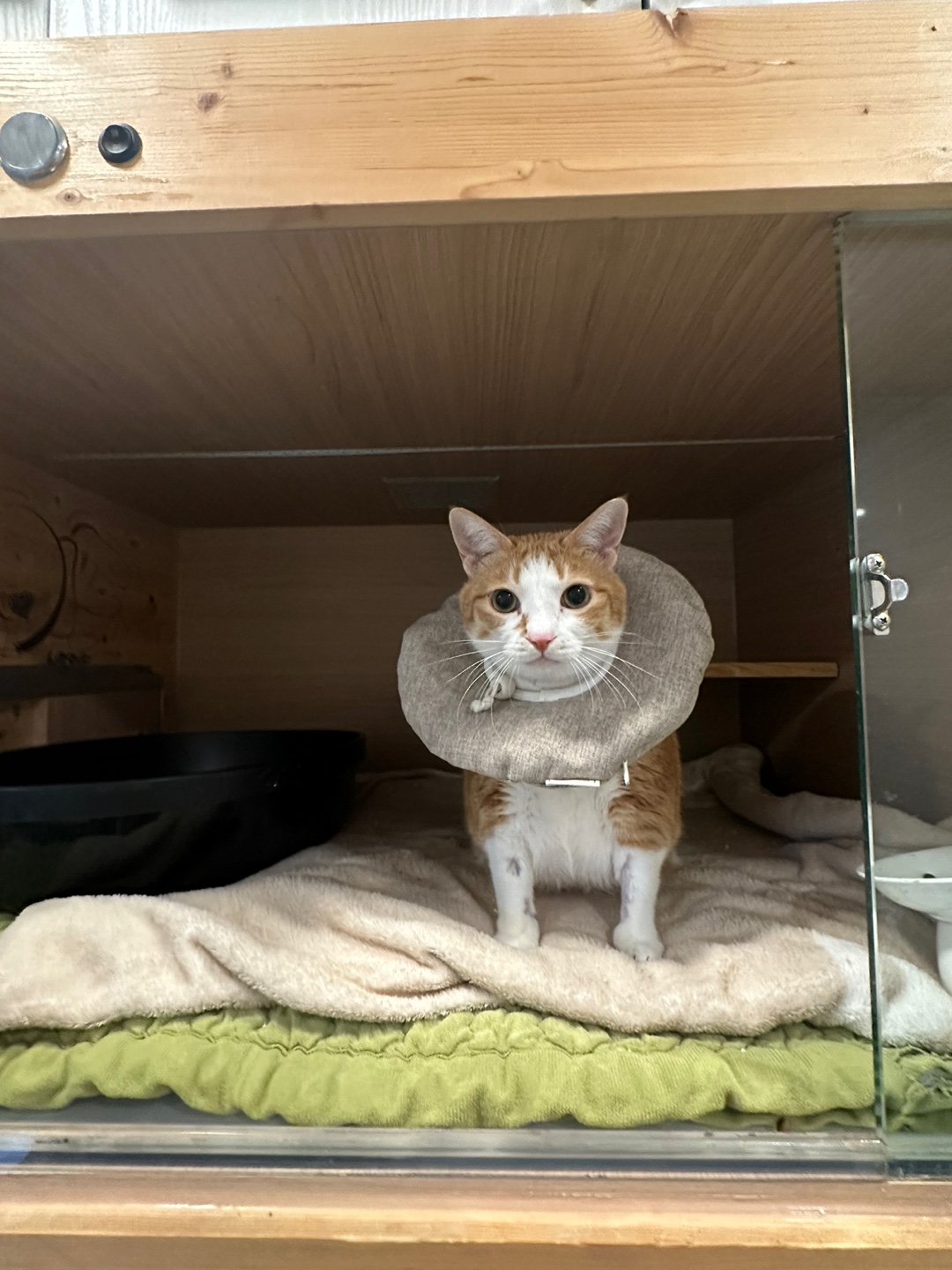 입원한_호야_고양이_담관염_췌장염_31