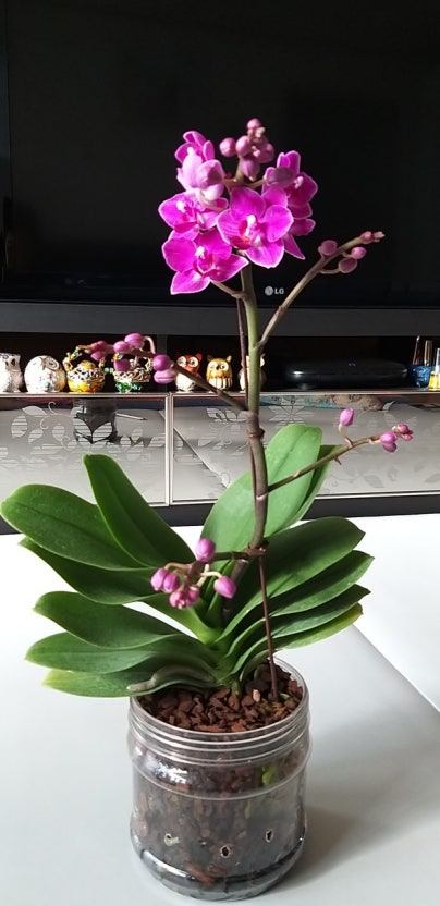 미니 호접란 주 1회 적시고 말리기 루틴 공개