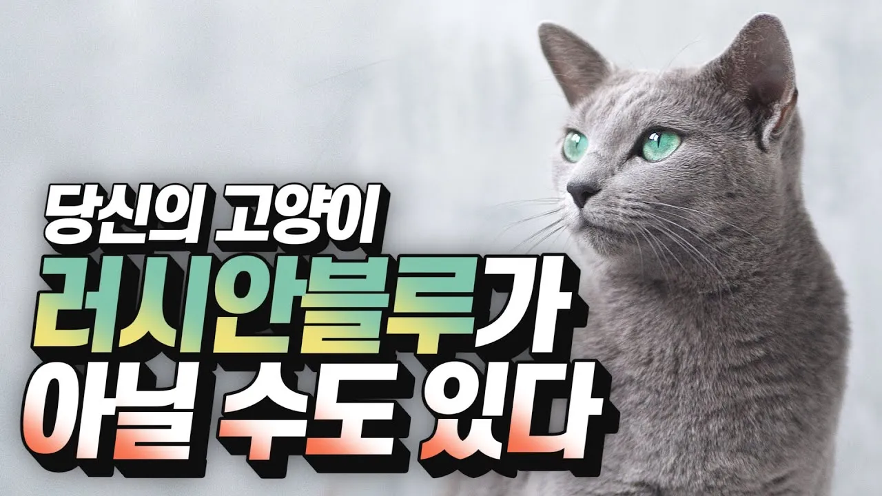 러시안블루 가격 성격 무료분양 털빠짐 수명 키우기 종류_1