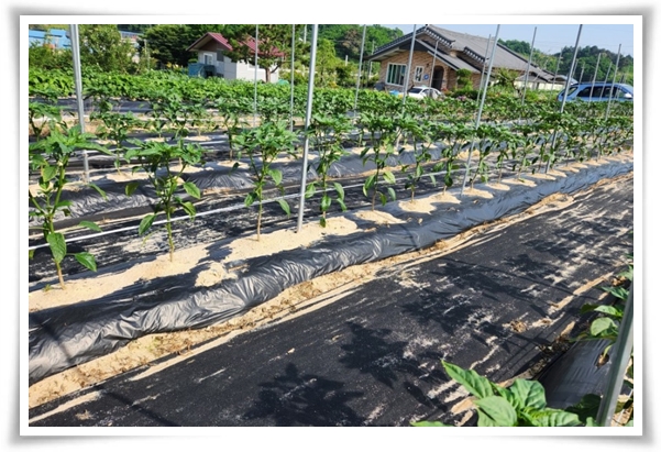 "텃밭, 4월에 심기 좋은 작물" 상추 시금치 열무 쑥갓 케일 루꼴라 당근 비트 무 감자 완두콩 땅콩 녹두 ...