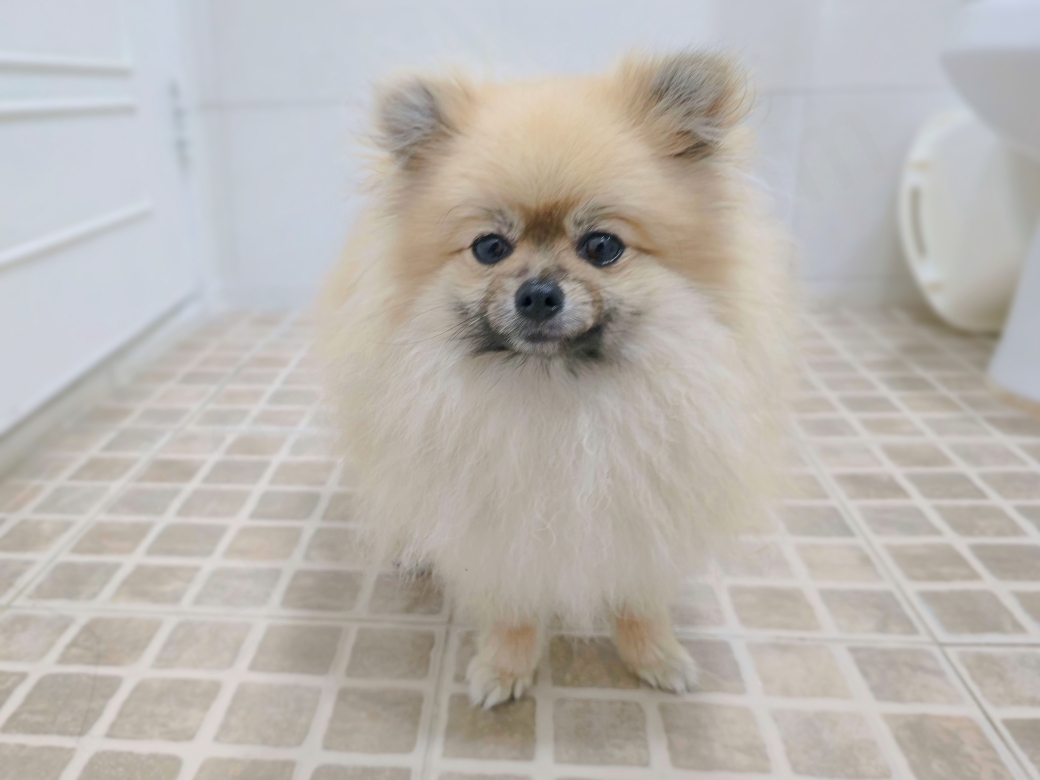 화장실에 있는 강아지 모습