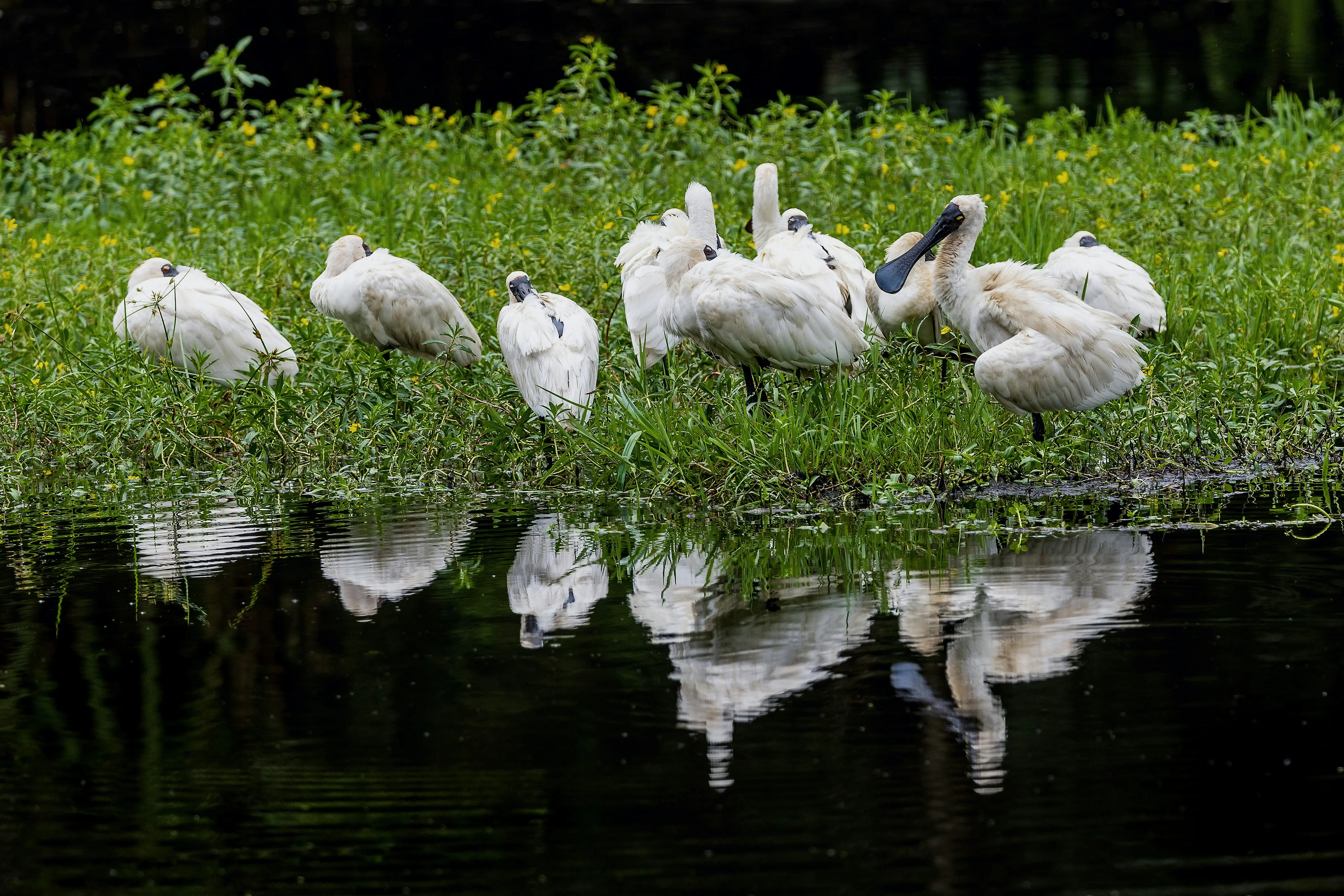 자연 습지 가장자리에서 휴식 중인 저어새 무리