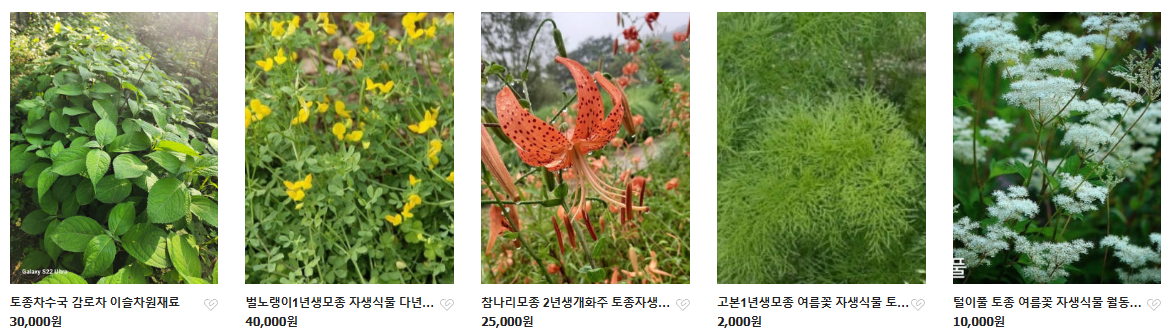 6시내고향 두메부추 자생식물 세종 연동면 세종약초원 정보