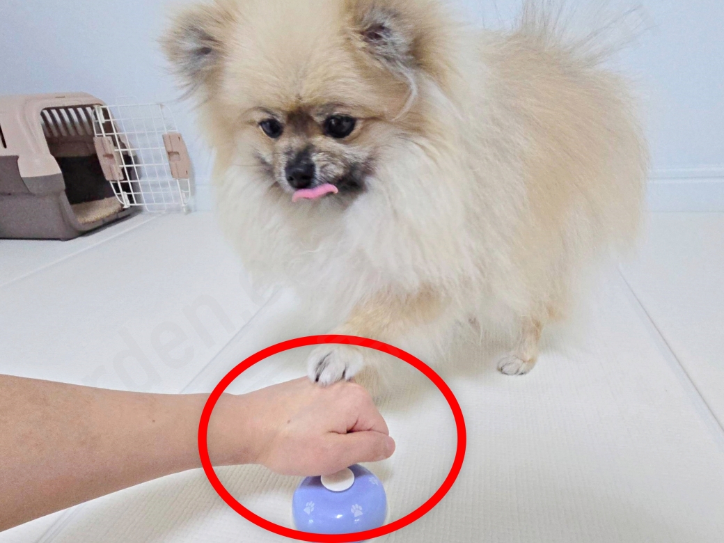 간식벨에 앞발을 뻗은 강아지