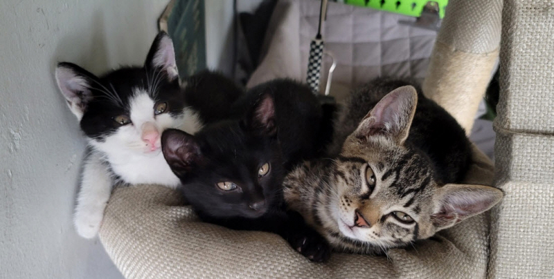 중성화-수술의-중요성